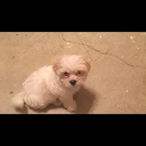 Meet your Posher, Frank